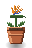 Bird of Paradise