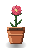 Camellia