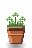 Clover Patch