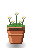 Daisy Clump