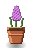 Hyacinth