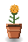 Marigold