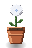 Moonflower