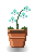 Aqua