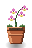 Orchid