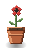 Poppy