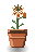 Tiger Lily
