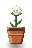 White Rose